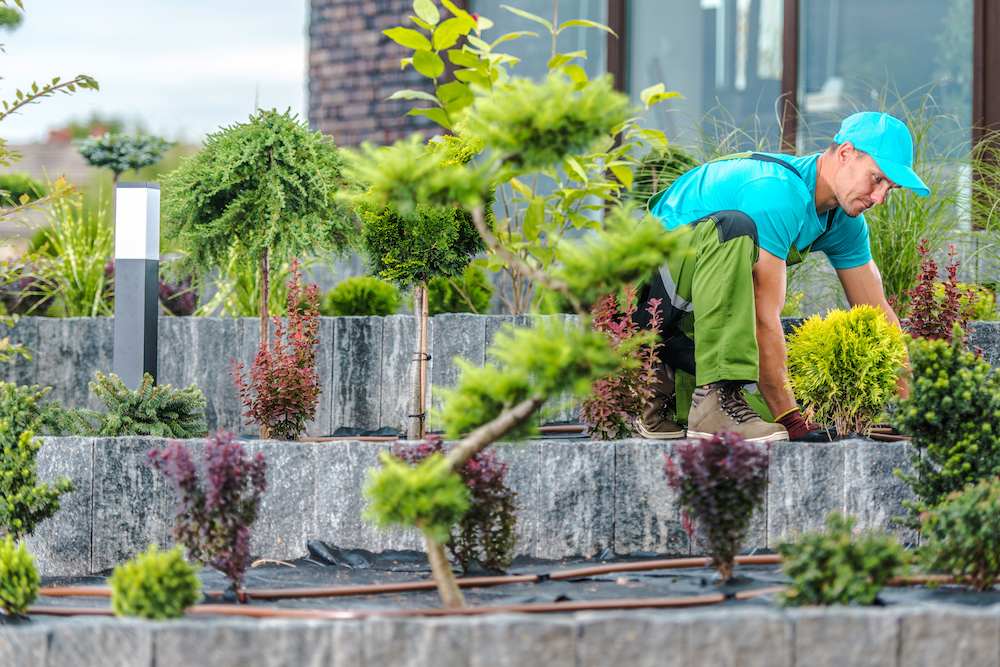 A professional landscaper works in a customer's garden.
